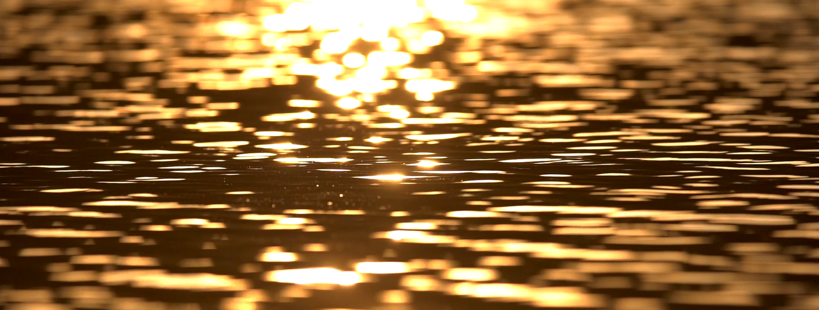 knop_header